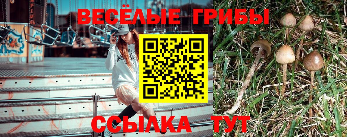 Клинцы  что такое   Вход с VPN  Псилоцибиновые грибы GOLDEN TEACHER 
